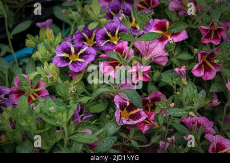 Summer garden on the balcony, colorful petunia flowers in a garden on a green background Stock Photo