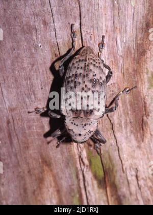 top view of a white with black spots Weevil on a piece of wood Stock Photo