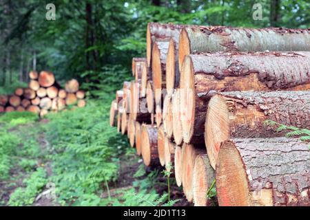 stacks with logs in the forest Stock Photo