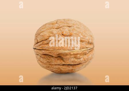 macro of single walnut isolated on gradient Stock Photo