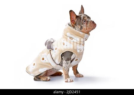 French Bulldog dogs wearing bathrobe coat made from fleece fabric on white background Stock Photo