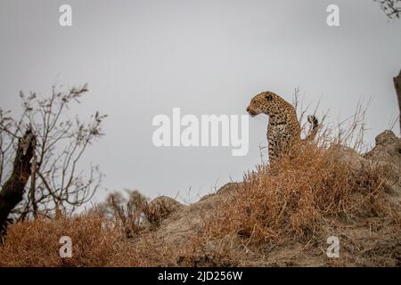 Female Leopard standing on top of a little hump in the Kruger National Park, South Africa. Stock Photo