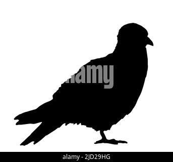 dove pigeon bird, silhouette black on white Stock Vector