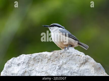 A Western Rock Nuthatch (Sitta neumayer) perched on a rock. Antalya, Türkiye. Stock Photo