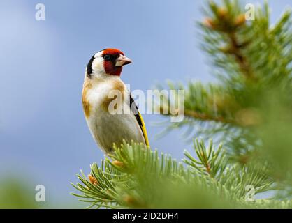 A colorful male European Goldfinch (Carduelis carduelis) perched on a branch. Niğde, Türkiye. Stock Photo