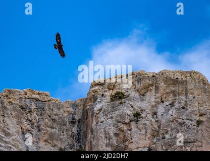 A Golden Eagle (Aquila chrysaetos) flying over rocky cliff of the Taurus Mountains. Aladaglar National Park, Niğde, Türkiye. Stock Photo