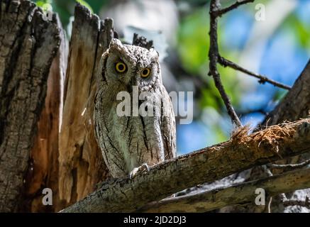 A Pallid Scops-Owl (Otus brucei) perched on a branch. Birecik, Türkiye. Stock Photo