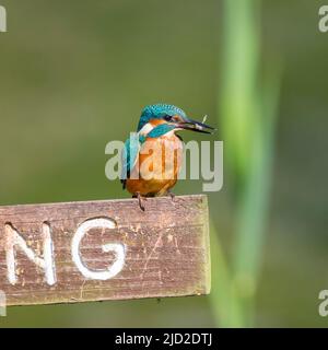 Arley, UK. 17th June, 2022. UK weather: very warm temperatures and bright skies offer the perfect time for a little fishing. A solitary kingfisher bird successfully takes a fish from a fishing pool and eats its catch perching in the summer sunshine. Credit: Lee Hudson/Alamy Live News Stock Photo