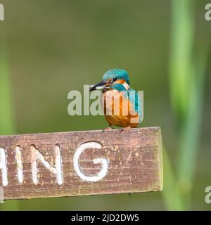 Arley, UK. 17th June, 2022. UK weather: very warm temperatures and bright skies offer the perfect time for a little fishing. A solitary kingfisher bird successfully takes a fish from a fishing pool. Credit: Lee Hudson/Alamy Live News Stock Photo