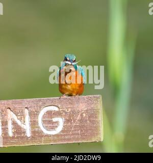 Arley, UK. 17th June, 2022. UK weather: very warm temperatures and bright skies offer the perfect time for a little fishing. A solitary kingfisher bird successfully takes a fish from a fishing pool. Credit: Lee Hudson/Alamy Live News Stock Photo