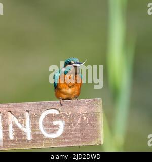 Arley, UK. 17th June, 2022. UK weather: very warm temperatures and bright skies offer the perfect time for a little fishing. A busy kingfisher bird perches on a 'No Fishing' sign eating the freshly caught fish in its beak. Credit: Lee Hudson/Alamy Live News Stock Photo