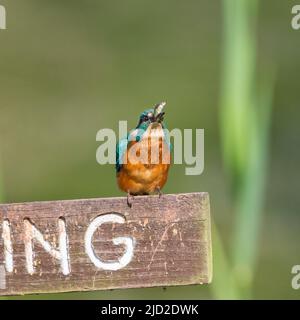 Arley, UK. 17th June, 2022. UK weather: very warm temperatures and bright skies offer the perfect time for a little fishing. A busy kingfisher bird perches on a 'No Fishing' sign eating the freshly caught fish in its beak. Credit: Lee Hudson/Alamy Live News Stock Photo