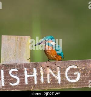 Arley, UK. 17th June, 2022. UK weather: very warm temperatures and bright skies offer the perfect time for a little fishing. This beautiful  kingfisher bird successfully takes a fish from a fishing pool and enjoys its catch, perching in the summer sunshine. Credit: Lee Hudson/Alamy Live News Stock Photo