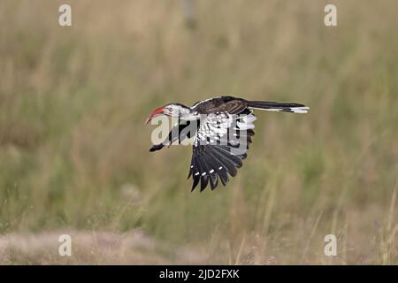 Red-billed Hornbill in flight at Khwai Chobe National Park Botswana Stock Photo