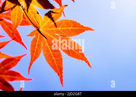 Orange acer leaves backlit by the sun against a blue sky Stock Photo