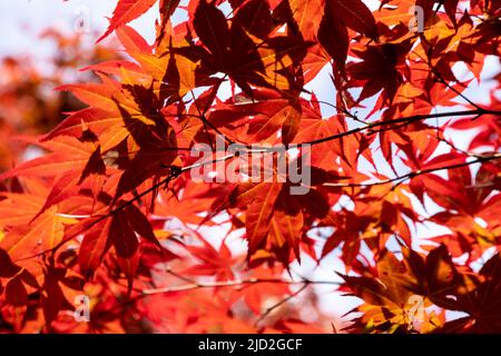 Orange acer leaves backlit by the sun against a blue sky Stock Photo