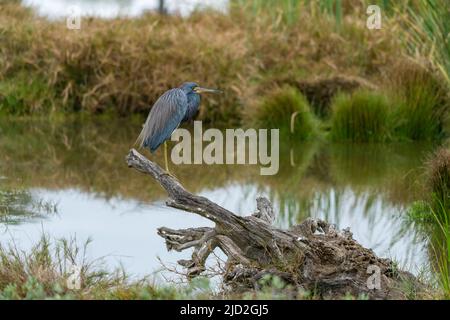 A Tricolored Heron, Egretta tricolor, perched on a log in a wetland marsh at the South Padre Island Birding in Texas. Stock Photo