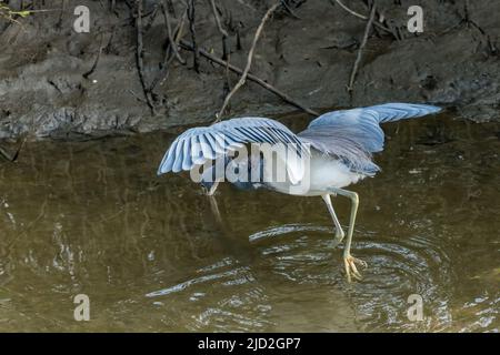 A Tricolored Heron, Egretta tricolor, strikes at a fish in a wetland marsh in the South Padre Island Birding Center, Texas. Stock Photo
