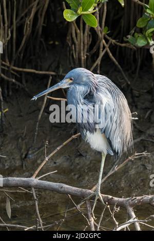 A Tricolored Heron, Egretta tricolor, perched in a black mangrove tree in the South Padre Island Birding Center, Texas. Stock Photo