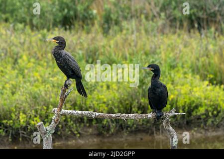 Two Neotropic Cormorants perched in the South Padre Island Birding Center, Texas. Stock Photo
