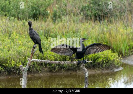 Two Neotropic Cormorants, one with wings spread, perched in South Padre Island Birding Center, Texas. Stock Photo