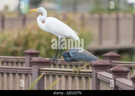 A Tricolored Heron and a Great Egret perched on a boardwalk railing at the South Padre Island Birding Center in Texas. Stock Photo