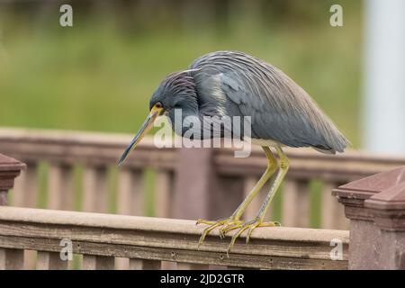 A Tricolored Heron, Egretta tricolor, perched on a boardwalk railing at the South Padre Island Birding Center in Texas. Stock Photo
