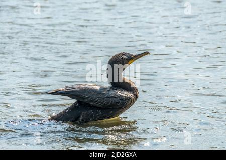 A Neotropic Cormorant taking a bath while swimming in the South Padre Island Birding Center, Texas. Stock Photo