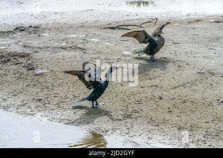 Two Neotropic Cormorants spred their wings to dry them in the South Padre Island Birding Center, Texas. Stock Photo