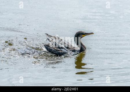 A Neotropic Cormorant taking a bath while swimming in the South Padre Island Birding Center, Texas. Stock Photo