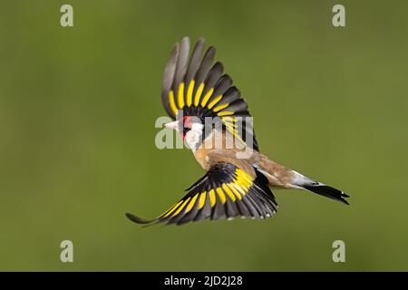 Goldfinch in flight Stock Photo