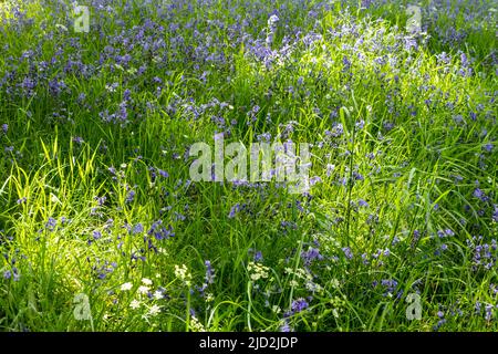 Bluebell woods, North Wales Stock Photo