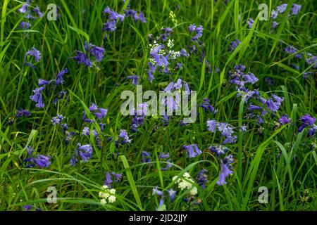Bluebell woods, North Wales Stock Photo