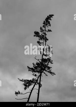 Tall, Crooked Fir Trees Silhouette in Karlovy Vary or Carlsbad, Czech Republic Stock Photo