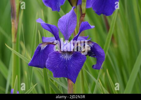 Iris Sibirica Caesars Brother Siberian Flag Iris intense purple flowers Stock Photo