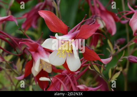 Aquilegia Red Hobbit Columbine Grannys Bonnet red flowers with white inner petals Stock Photo