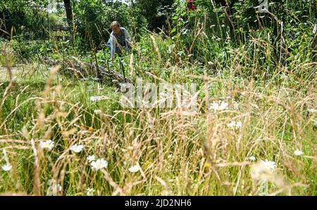 Berlin, Germany. 17th June, 2022. Christine Glauning works on a vegetable patch in her garden in the allotment garden colony Lindenhain in Schöneberg and prepares everything for the 'Open Garden Day' on June 18 and 19. 48 allotment gardens will be open here on June 19. A total of 118 gardens in Berlin and Brandenburg are taking part. The open gardens are a joint action of the initiative open gardens Berlin-Brandenburg and the Urania association 'Wilhelm Foerster' Potsdam. Credit: Jens Kalaene/dpa/ZB/dpa/Alamy Live News Stock Photo