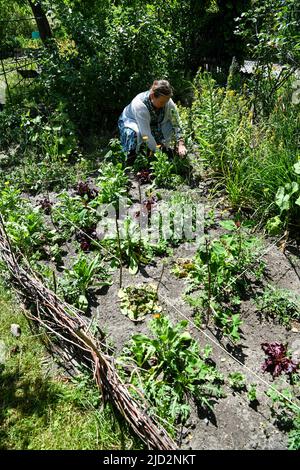 Berlin, Germany. 17th June, 2022. Christine Glauning works on a vegetable patch in her garden in the allotment garden colony Lindenhain in Schöneberg and prepares everything for the 'Open Garden Day' on June 18 and 19. 48 allotment gardens will be open here on June 19. A total of 118 gardens in Berlin and Brandenburg are taking part. The open gardens are a joint action of the initiative open gardens Berlin-Brandenburg and the Urania association 'Wilhelm Foerster' Potsdam. Credit: Jens Kalaene/dpa/ZB/dpa/Alamy Live News Stock Photo