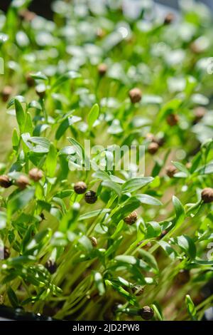 Extreme macro close-up of Coriander microgreens sprout. New life concept. Growing microgreen sprouts close up view. Germination of seeds at home. Vega Stock Photo