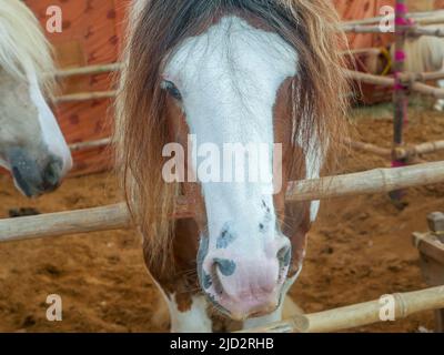 Gypsy horse also known as Traditional Gypsy Cob, Irish Cob, Gypsy Horse, Galineers Cob or Gypsy Vanner standing in horse stable Stock Photo