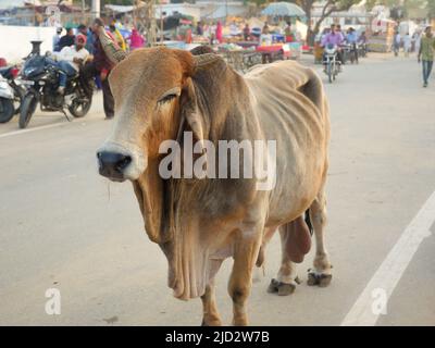 Pushkar, Rajasthan India - November 14, 2021 : A Big Bull, ox roaming freely on indian street and road Stock Photo