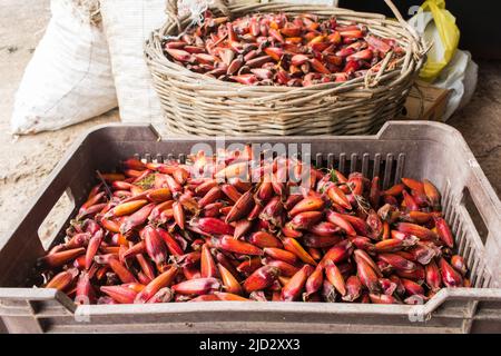 Araucaria pine nuts (pinhao) for sale in Sao Francisco de Paula - typical autumn/winter food in the South of Brazil Stock Photo