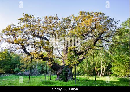 The Major Oak tree in Sherwood Forest, England Stock Photo