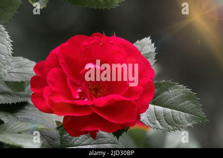 Red rose flower on dark background. Beautiful flower in the garden Stock Photo