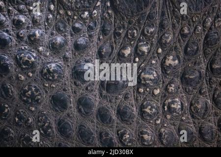 Real crocodile skin texture. Animalistic background Stock Photo