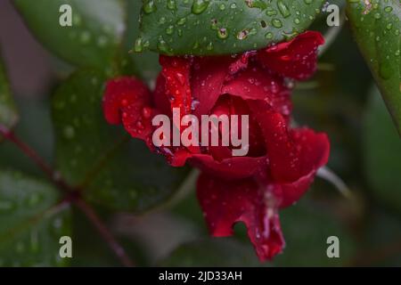 Beautiful red rose with water drops after the rain in the garden plot of the household Stock Photo