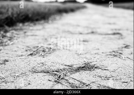 Grass clippings strewn across a residential sidewalk after mowing.  Stock Photo