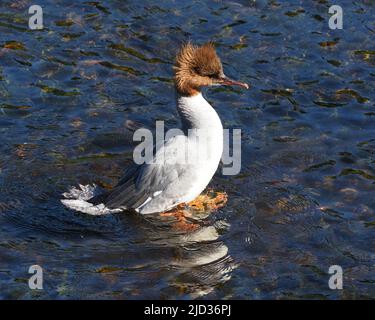 A female Goosander standing out of the water & shaking herself on a sunny day. The bright light showing her colourful plumage. Stock Photo