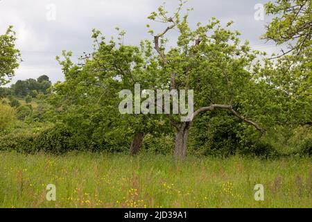 Apple (Malus domestica)  Habitat mature orchard Glastonbury Somerset GB UK May 2022 Stock Photo