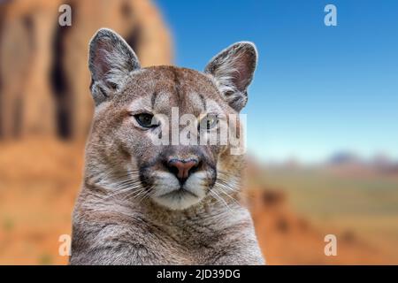 Close up portrait of cougar / puma / mountain lion / panther (Puma concolor) in North American desert mountain landscape, Arizona, USA Stock Photo